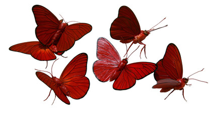 Five deep red butterflies with detailed wings and antennae © Alaric