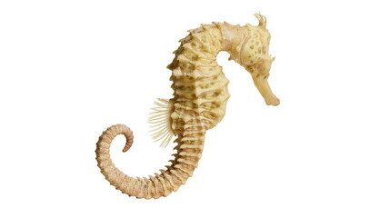 Dried seahorse with curled tail and textured body © Alaric