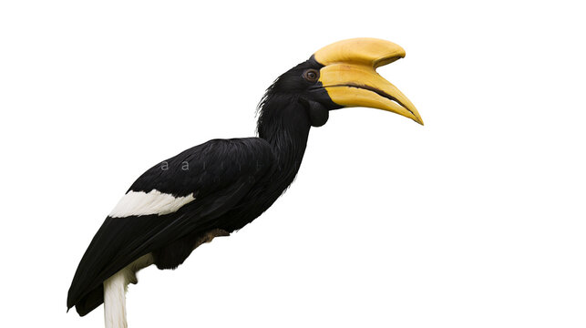 Great Hornbill bird with large yellow casque beak and black plumage