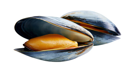 Opened blue mussel with orange flesh © Alaric