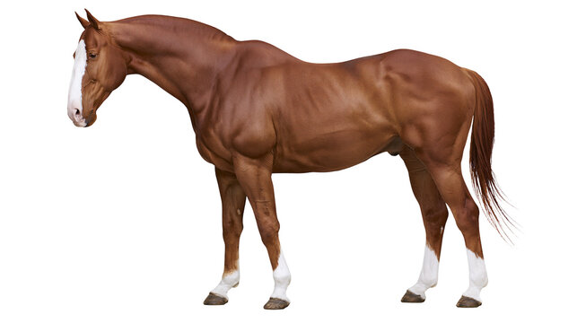 Chestnut horse with white blaze and socks standing