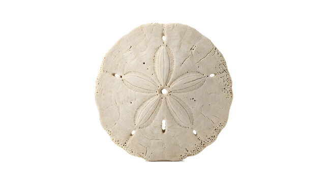 Weathered white sand dollar sea shell isolated