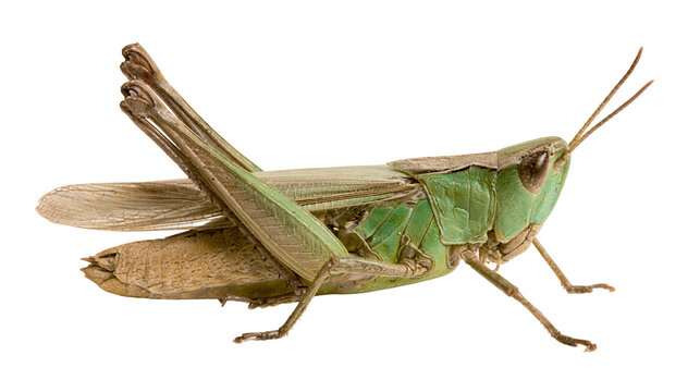 Green grasshopper with brown wings and legs on white