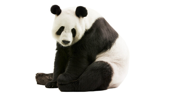Giant panda sitting black and white fur, round ears