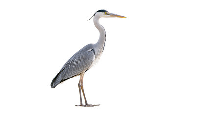 Obraz premium Grey Heron bird standing on white