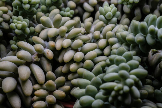 Sedum morganianum. The donkey tail plant 0726