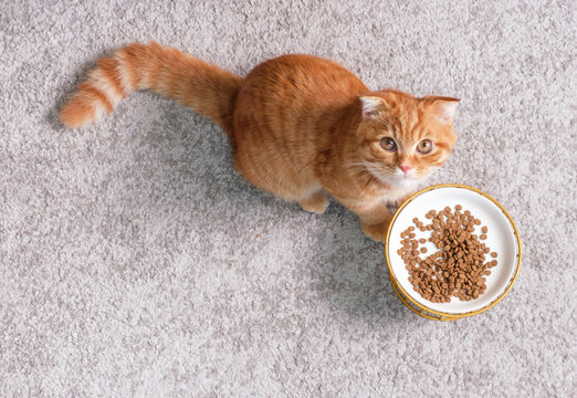A tabby kitten eats dry food from a plate on gray background close-up, top view.