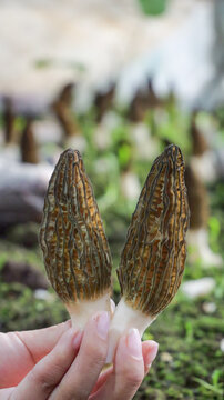 Fresh Morel Mushrooms from Yunnan Alpine Regions - Premium Wild Fungi with Distinctive Honeycomb Caps