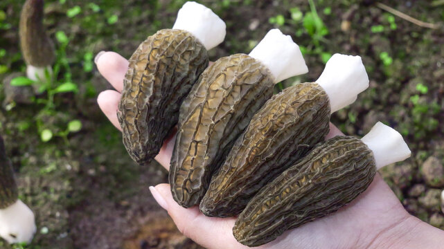 Fresh Morel Mushrooms from Yunnan Alpine Forests - Wild Edible Fungi with Honeycomb Pattern