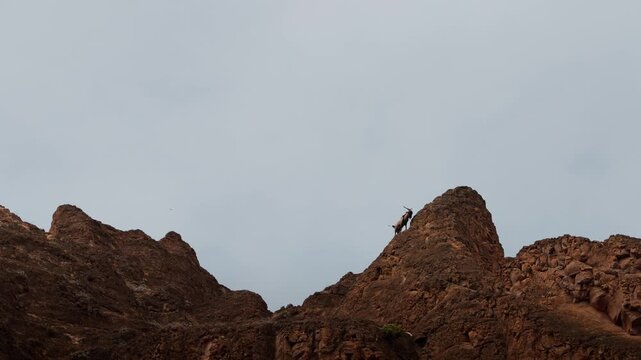A mountain goat becomes one with the cliffside in The Gal&aacute;pagos Islands (4K).