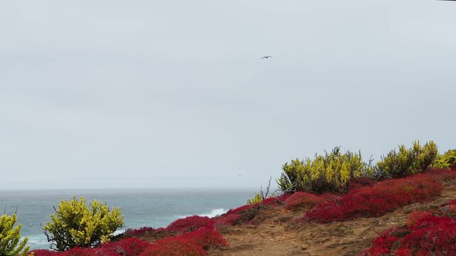 A bird in flight along the vibrant, vegetative coasts of The Gal&aacute;pagos Islands (4K).