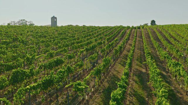 Low aerial drone flight over lush vineyard rows in the South Moravia wine region with a small chapel on the horizon. Scenic agricultural landscape, viticulture and wine tourism.
