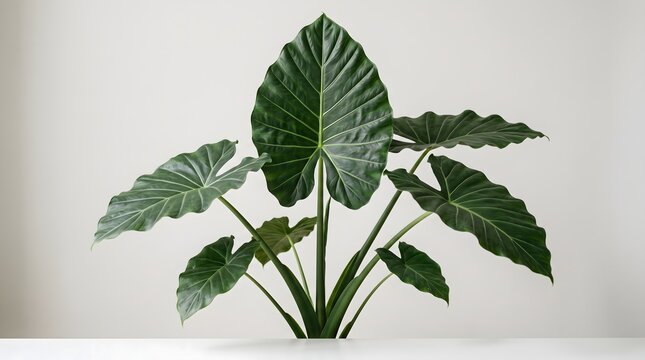 Large Green Elephant Ear Plant with Broad Leaves Indoors.