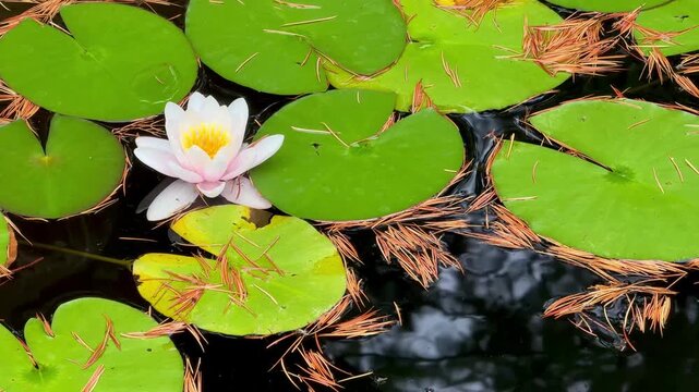Water lily and green lily pads on dark pond water &mdash; floating pine needles, gentle ripples