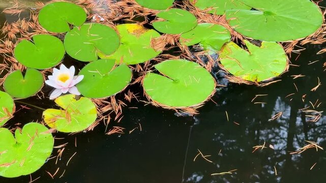 White water lily and green lily pads on dark pond water &mdash; pine needles and gentle ripples