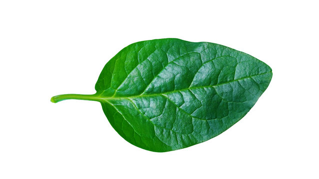malabar spinach leaves