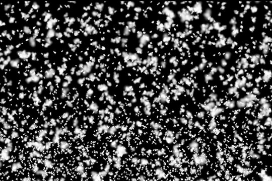 Falling White Snowflakes against a Deep Black Background