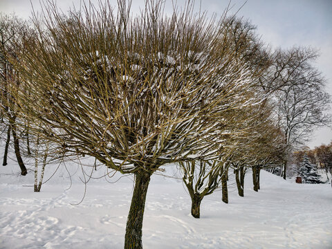 Trees covered in snow stand in a park during winter. The scene shows a peaceful atmosphere with snow blanketing the ground and branches