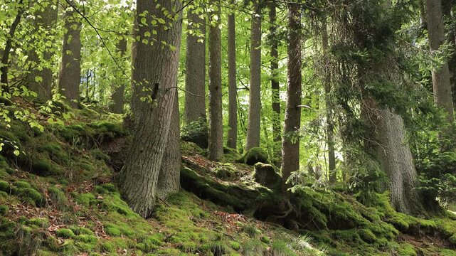 Mossy spring forest in the Waschtal valley near Hinterweidenthal, Germany. Static shot of spruce trunks, fresh green beech leaves and a moss covered slope in the Palatinate Forest in sunlight