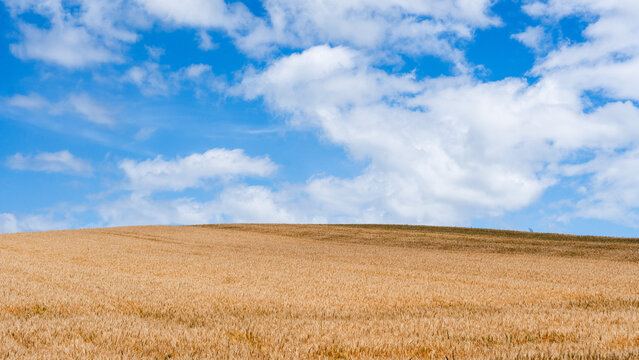 Rolling golden wheat field under dramatic summer clouds in Hokkaido