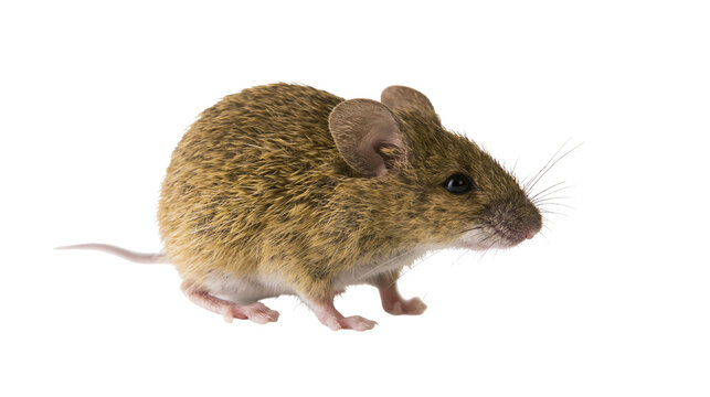 Small brown mouse with whiskers and large ears