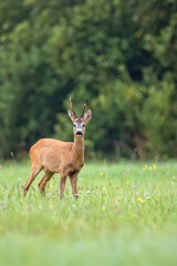 Obraz premium Buck deer in a clearing