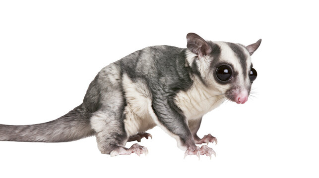 Sugar glider with large eyes and grey fur on white