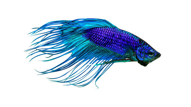 Blue and turquoise betta fish with flowing fins