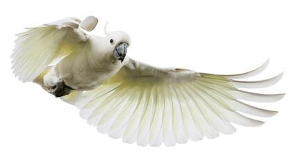 White cockatoo bird in flight with wings spread © Motruc