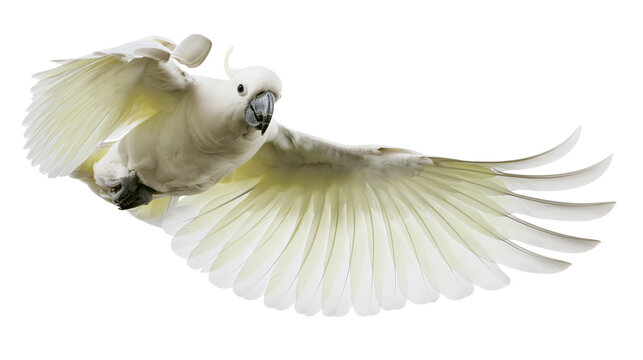 White cockatoo bird in flight with wings spread