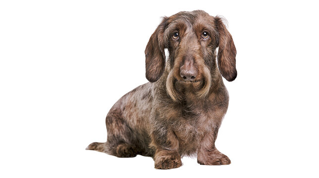 Wirehaired Dachshund dog with brown brindle coat and long beard