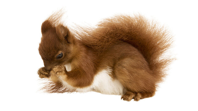 Red squirrel with bushy tail grooming paws
