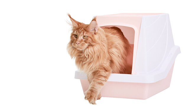 Orange Maine Coon cat emerging from pink litter box