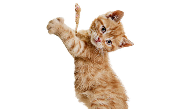 Ginger tabby kitten hanging from a string