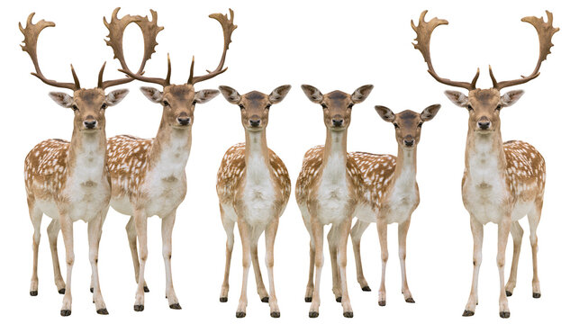 Five fallow deer with spotted coats and antlers