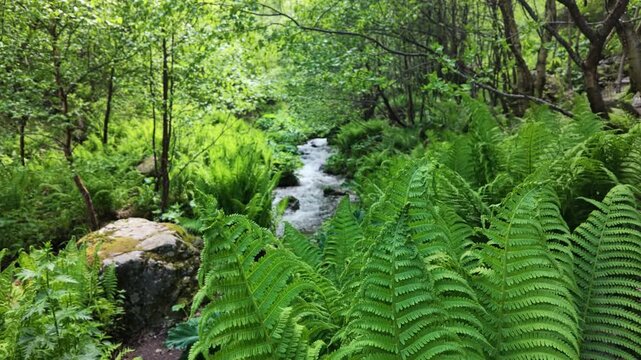 Small forest creek flowing through lush green ferns and woodland foliage in summer, peaceful tranquil wilderness scenery for nature meditation or background atmosphere