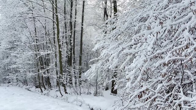 Snow-covered winter forest with branches heavily covered in fresh snow, creating a peaceful and picturesque woodland landscape on a cold winter day.