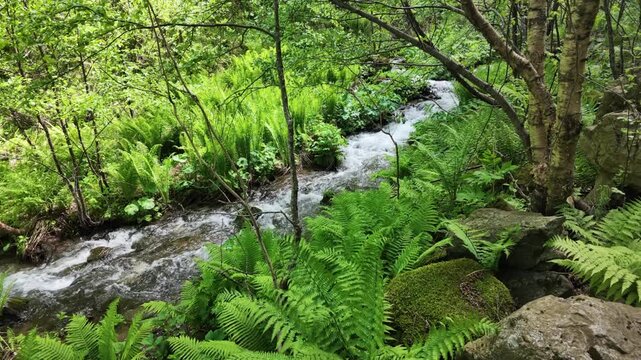 Small forest stream flowing over rocks through lush green ferns and summer foliage, tranquil wilderness water scene, nature landscape background