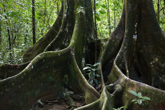 Massive mossy buttress roots supporting a giant tree in the primary rainforest of Corcovado, Costa Rica
