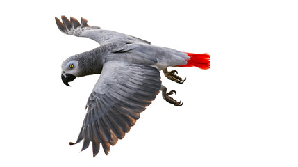 African Grey Parrot in flight with red tail feathers © dominica