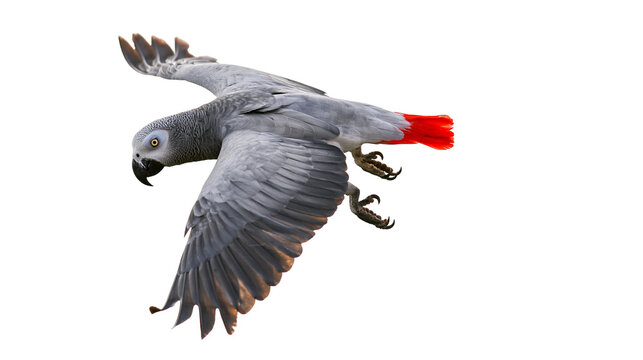 African Grey Parrot in flight with red tail feathers