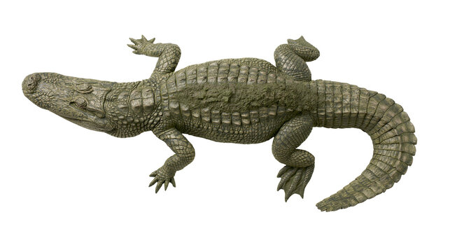 Green crocodile with textured scales and sharp claws