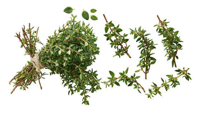 Fresh thyme herb sprigs and bunch tied with twine