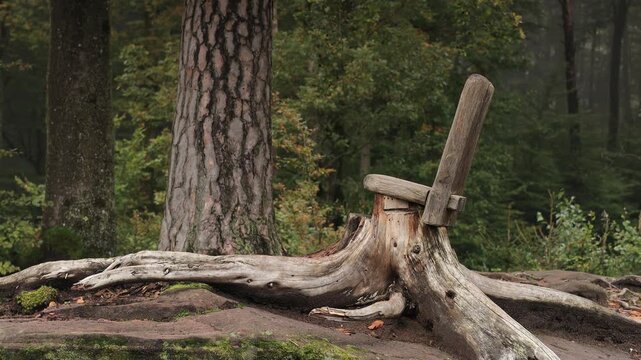 Wooden chair carved from a tree stump in a forest near Eppenbrunn, Germany. Static shot of a rustic wooden seat on old roots in the Palatinate Forest, Rhineland Palatinate