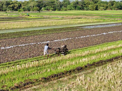 Aerial view of a farmer operating a hand tractor in a muddy rice field with lush green vegetation in the background in Kecamatan Kasihan, Daerah Istimewa Yogyakarta, Indonesia.
