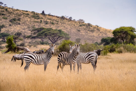 View of zebras grazing in the dry grasslands of the savanna with wildebeest in the background and acacia trees on the hills in Kajiado County, Kenya.