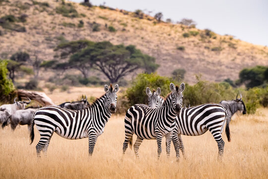 View of zebras standing in the dry grass of the savanna with acacia trees and wildebeest in the background at Amboseli National Park, Kajiado County, Kenya.
