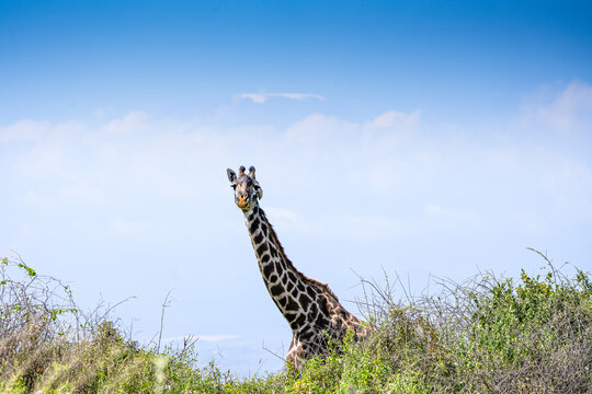 View of a giraffe standing in the savanna of Amboseli National Park, Kajiado County, Kenya.