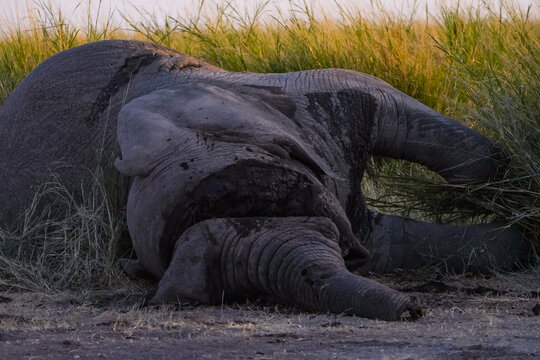 View of a deceased African elephant with its tusks removed lying in the grasslands of Amboseli National Park, Kajiado County, Kenya.