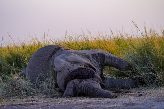 View of a deceased African elephant with its tusks removed lying in the grasslands of Amboseli National Park, Kajiado County, Kenya.